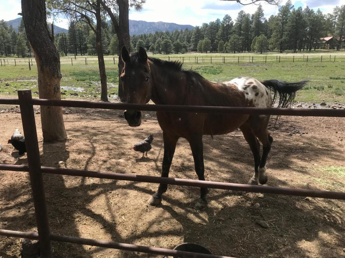 Grand Canyon Cottage At Historic Wrigley Ranch With Horseback Riding & Shooting Parks Bagian luar foto